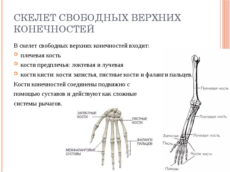 Пояс верхних конечностей состоит из костей отмеченных на рисунке цифрами