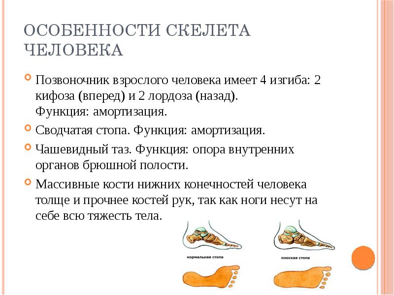 Возрастные особенности скелета презентация