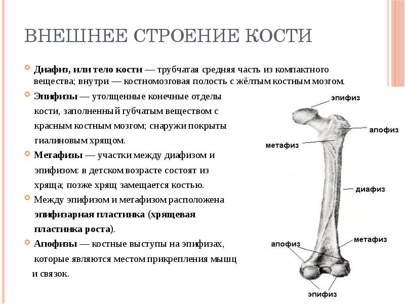 Какой цифрой на рисунке обозначен эпифиз