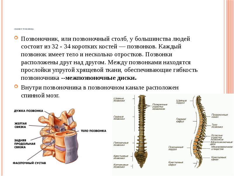 Фото позвоночника человека с описанием