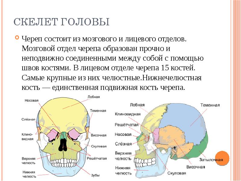 Скелет головы схема