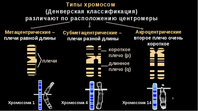 Центромер хромосом