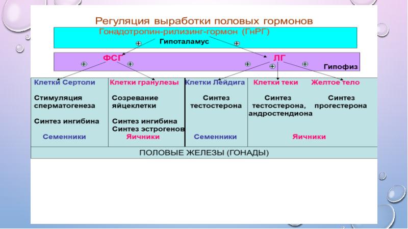 Половые гормоны презентация