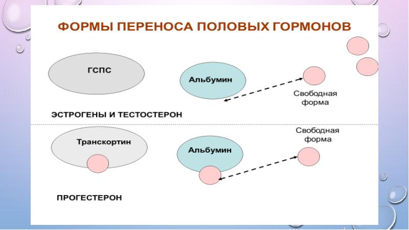 Половые гормоны презентация