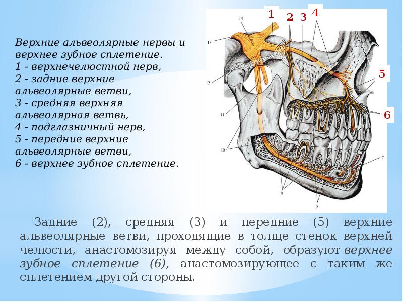 Образует верхний. Иннервация верхнечелюстной пазухи. Верхнее зубное сплетение. Иннервация зубов верхней челюсти. Альвеолярный отросток верхней челюсти.