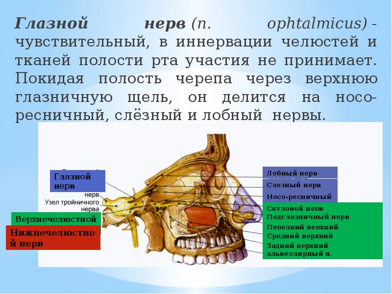 От крылонебного узла отходят. Верхнечелюстной нерв. Верхнечелюстной нерв анатомия. Верхнечелюстной нерв выходит из полости черепа. Иннервация полости рта.