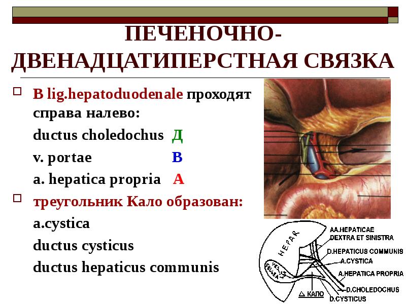 Печеночно-дуоденальная связка. Состав печеночно …