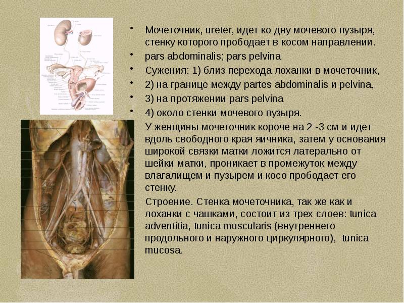 Анатомия мочеполовой системы презентация