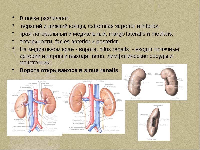 Мочеполовая система у мужчин фото