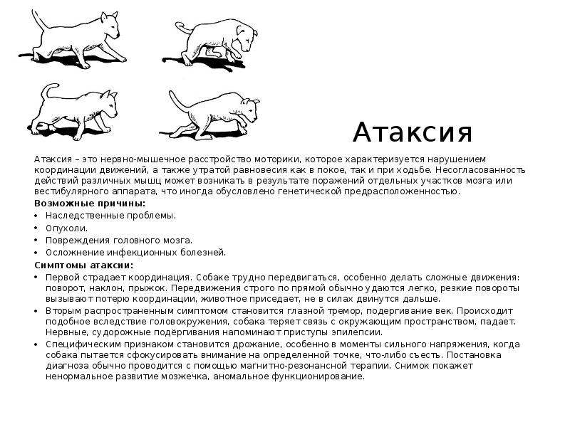 Атаксия это. Мозжечковая атаксия у кошек лечится. Атаксия мозжечка у кошек. Вестибулярная атаксия у собак.