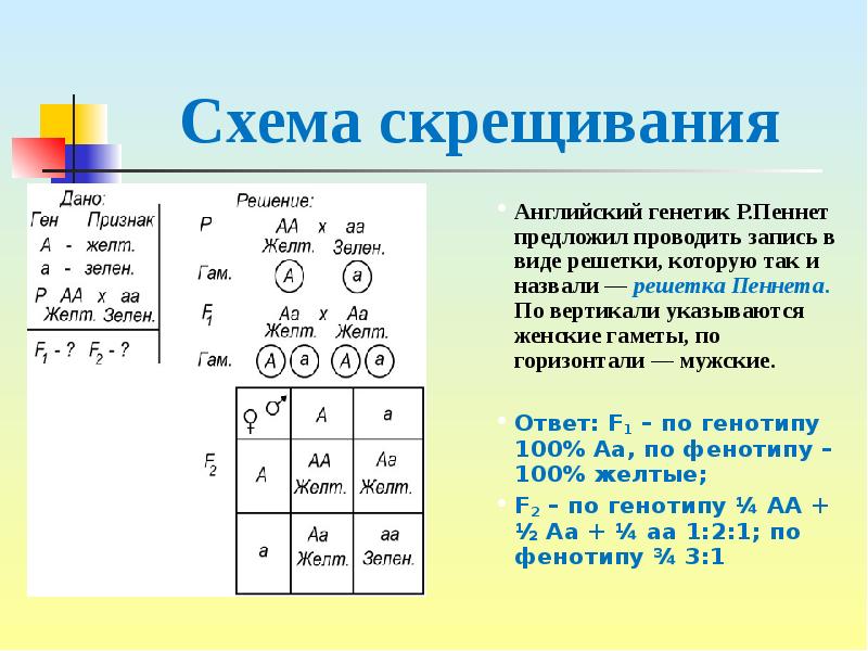 Схема построения решетки пеннета