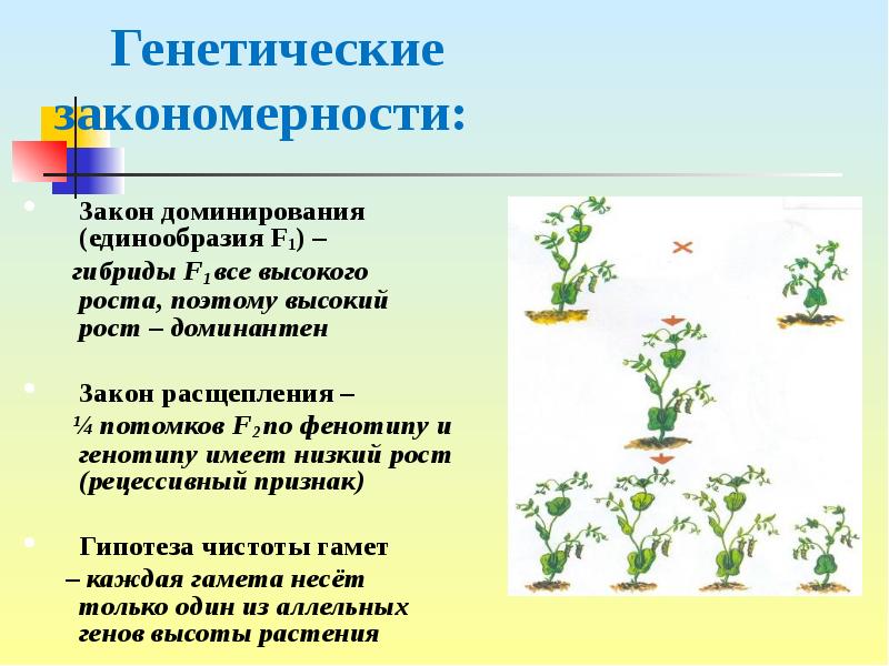 Генетические закономерности открытые г менделем презентация 11 класс