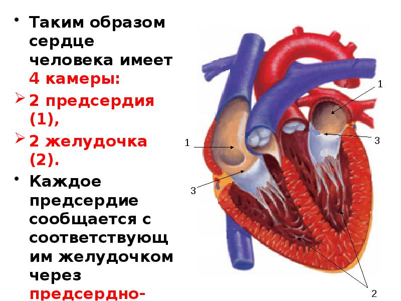 Образ сердца. Сердце человека анатомия 4 камеры. Сердце с одним желудочком и с двумя желудочками. 1 Желудочек и 2 предсердия.