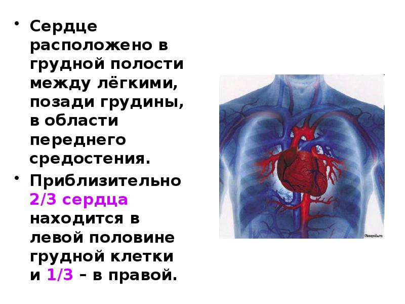 Между легкими. Сердце расположено в грудной полости. Сердце расположено в грудной полости между. Сердце расположено между легкими.