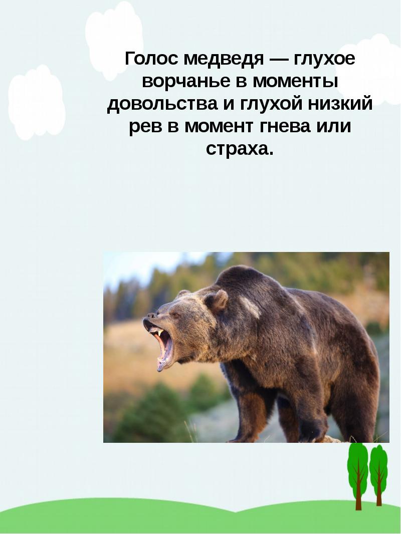 говорить голосом медведя. голоса и звуки диких животных россии. медведь гризли америка. маланья болтунья молоко болтала. звуки медвежат.