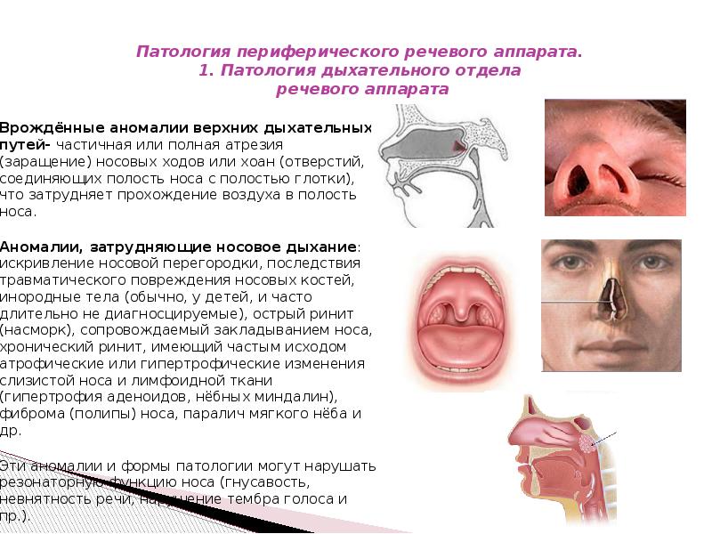 Презентация анатомо физиологические механизмы речи - 88 фото