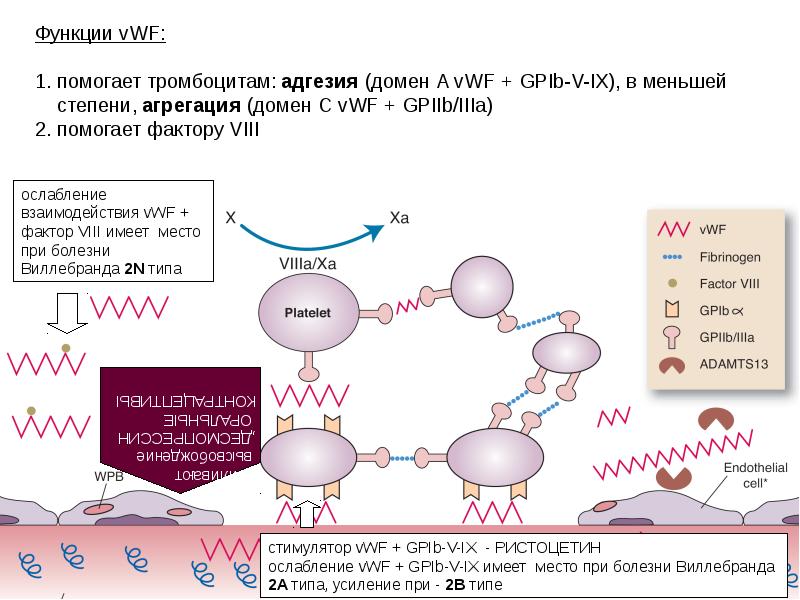 Помогает фактору. Факторы адгезии тромбоцитов. Адгезия активация агрегация тромбоцитов. Биохимические основы адгезии и агрегации тромбоцитов. Схема адгезии тромбоцитов.