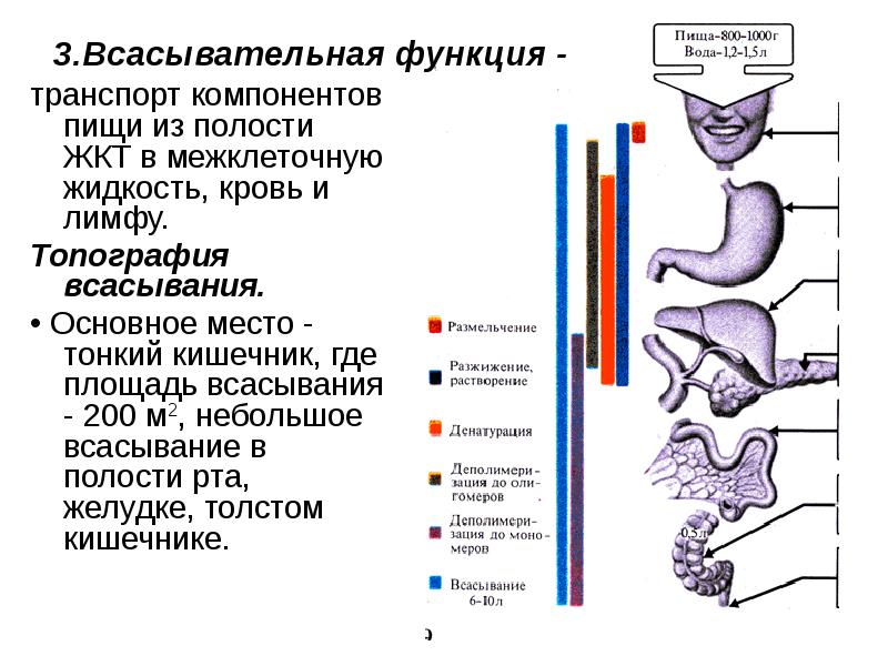 Пищеварение в кишечнике физиология презентация