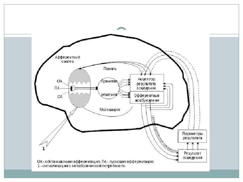 Схему поведенческого акта с позиций теории функциональных систем п к анохина