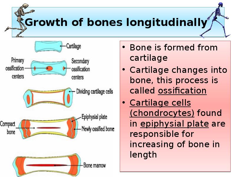 Growth of bones longitudinally
Bone is formed from cartilage
Cartilage Growth of bones longitudinally
Bone is formed from cartilage
Cartilage