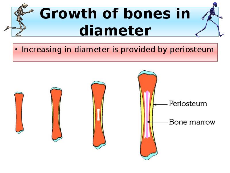 Growth of bones in diameter
Increasing in diameter is provided by Growth of bones in diameter
Increasing in diameter is provided by