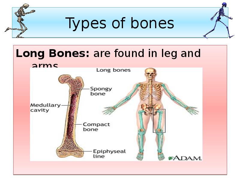 Types of bones
Long Bones: are found in leg and arms Types of bones
Long Bones: are found in leg and arms