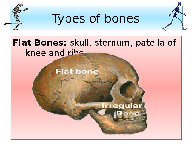 Types of bones
Flat Bones: skull, sternum, patella of knee and Types of bones
Flat Bones: skull, sternum, patella of knee and