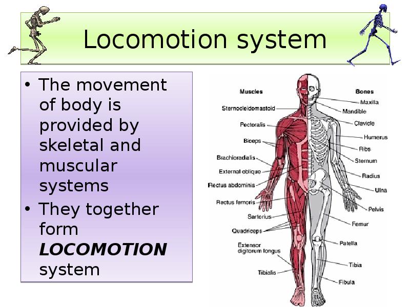 Locomotion system
The movement of body is provided by skeletal and Locomotion system
The movement of body is provided by skeletal and