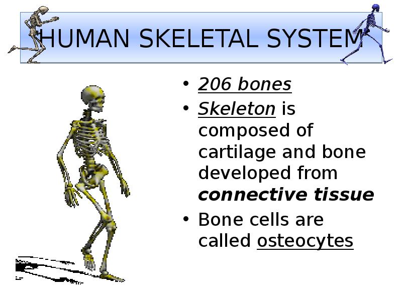 HUMAN SKELETAL SYSTEM
206 bones
Skeleton is composed of cartilage and HUMAN SKELETAL SYSTEM
206 bones
Skeleton is composed of cartilage and