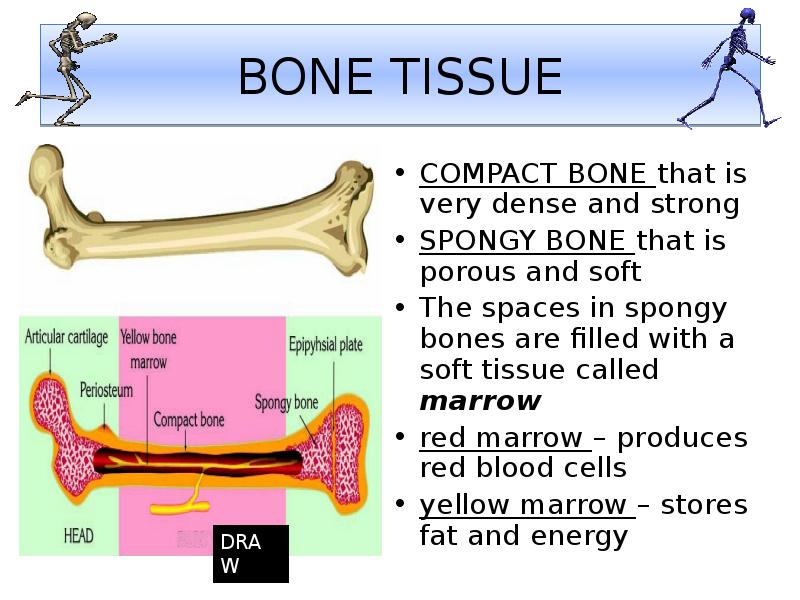 Bone tissue
COMPACT BONE that is very dense and strong
SPONGY Bone tissue
COMPACT BONE that is very dense and strong
SPONGY