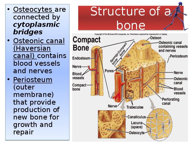 Structure of a bone
Osteocytes are connected by cytoplasmic bridges
Osteonic Structure of a bone
Osteocytes are connected by cytoplasmic bridges
Osteonic