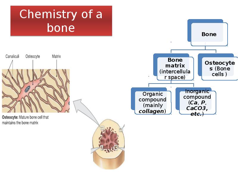 Chemistry of a bone Chemistry of a bone