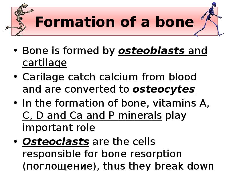 Formation of a bone
Bone is formed by osteoblasts and cartilage
Formation of a bone
Bone is formed by osteoblasts and cartilage