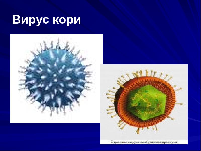 Корь презентация по микробиологии