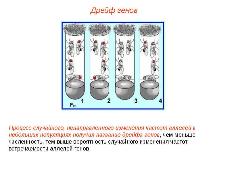 Презентация на тему дрейф генов