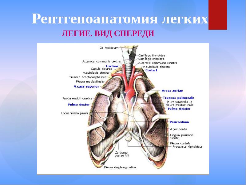 Лучевая диагностика органов дыхания презентация