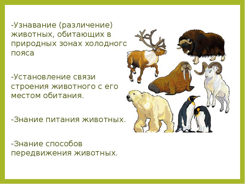 Виды животных природной зоны. Установление связи строения животного с его местом обитания. Животные обитающие в холодном поясе. Животные, обитающие в природных зонах холодного пояса. Узнавание строения животного.