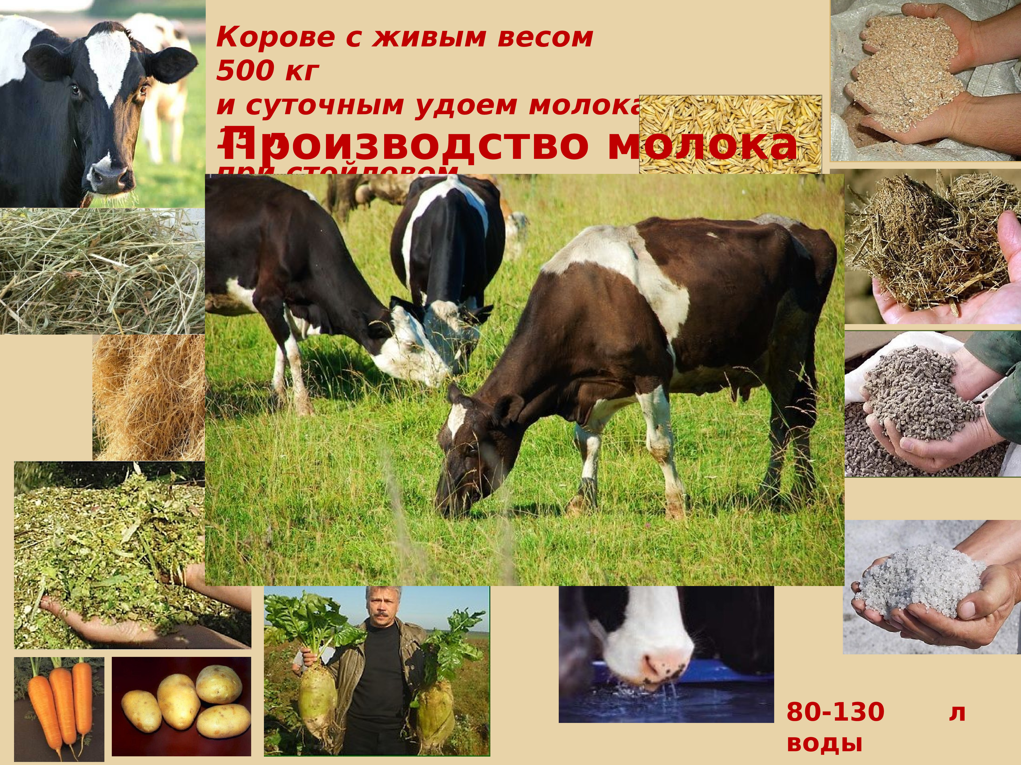 Сколько весит корова. Масса коровы. Вес коровы. Корова с весами. Живое корова сена.