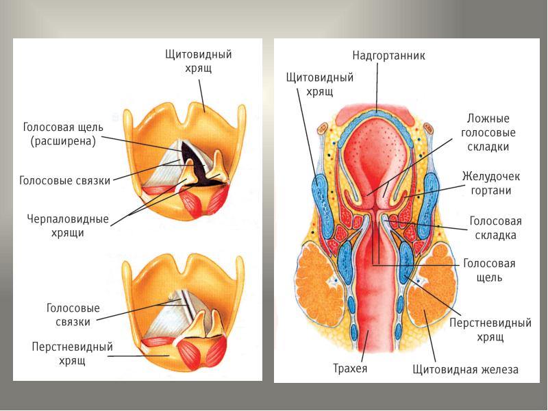 Голосовой отдел гортани