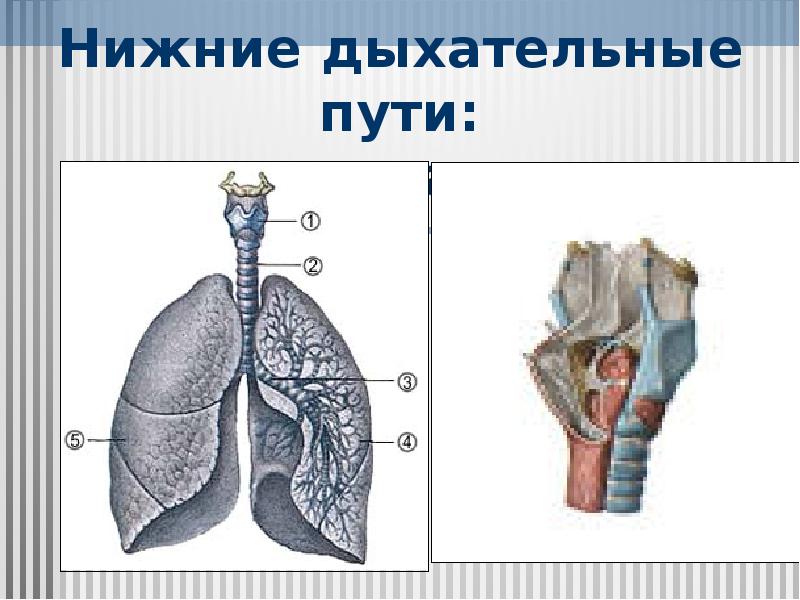 Строение органов дыхания. Верхние и нижние дыхательные пути анатомия. Строение нижних дыхательных путей. Нижние дыхательные пути и легкие.