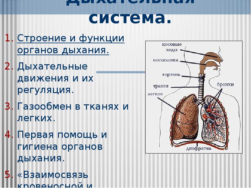 Соотнесите изображение органа дыхания с представителем класса. Система органов дыхания функции. Общее строение дыхательной системы человека. Дыхательная органы и функции органов дыхания. Дыхательная система анатомия.