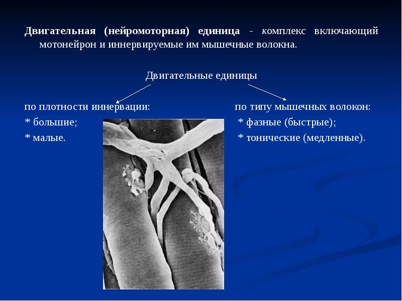 Двигательная единица. Нейромоторная двигательная единица. Фазные и тонические мышечные волокна. Тонические нейромоторные единицы. Понятие о нейромоторной единице.