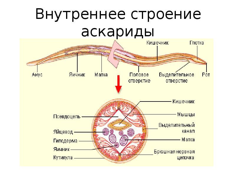 Круглые черви рисунок