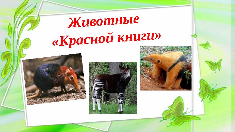 Стих про красную книгу. Стих про красную книгу для детей. Загадка о красной книге. Загадки про красную книгу. Загадки про животных красной книги.