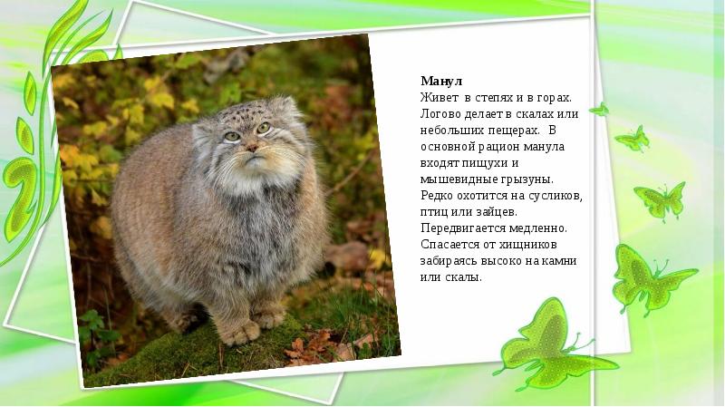 Кот манул презентация