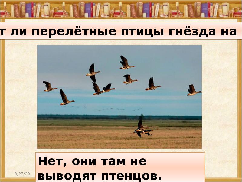 Юг ответ. Вьют ли наши перелетные птицы на юге. Вьют ли наши перелетные птицы гнезда. Перелетные птицы вьют гнезда на юге. Вьют ли гнезда перелетные птицы на юге ответ.