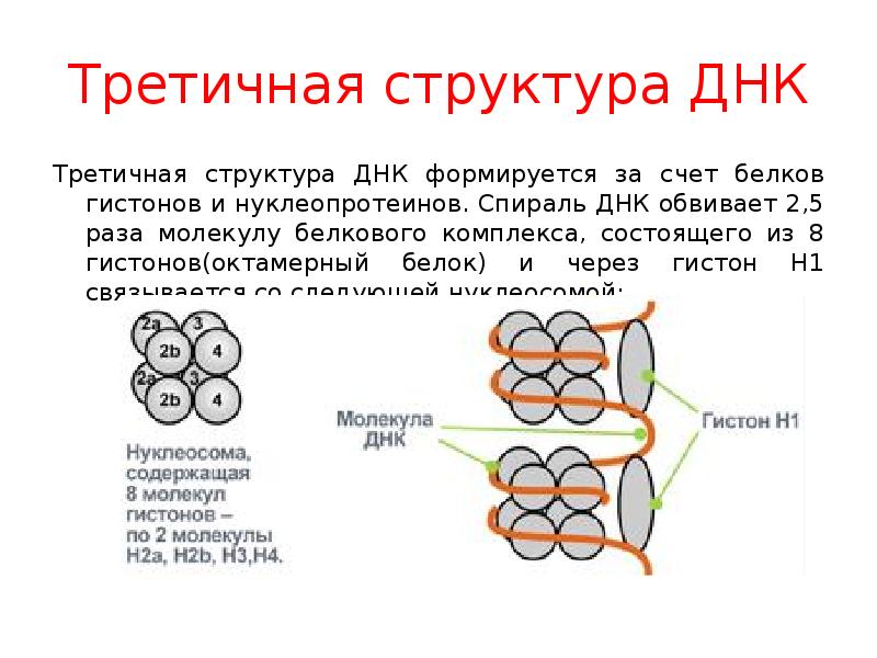 Каким номером на рисунке обозначена структура которая образована молекулами днк и белками гистонами