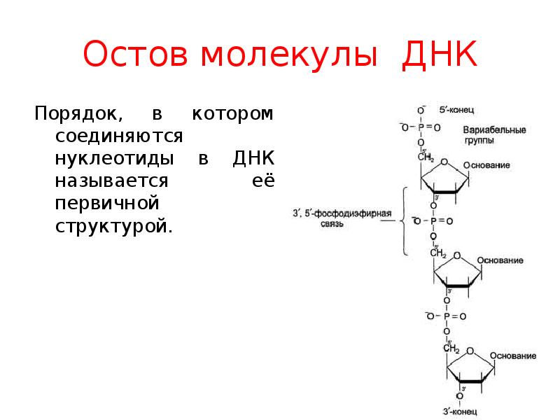 Первичная молекула днк. Строение нуклеотидов биохимия. Замена нуклеотидов в молекуле ДНК. Остов молекулы. Молекулы ДНК названия нуклеотидов.