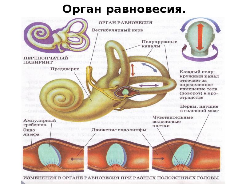 Орган равновесия презентация 8 класс