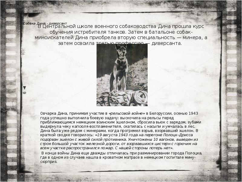 Собака Дина - диверсант
Овчарка Дина, принимая участие в Собака Дина - диверсант
Овчарка Дина, принимая участие в